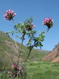 Astragalus fedtschenkoanus