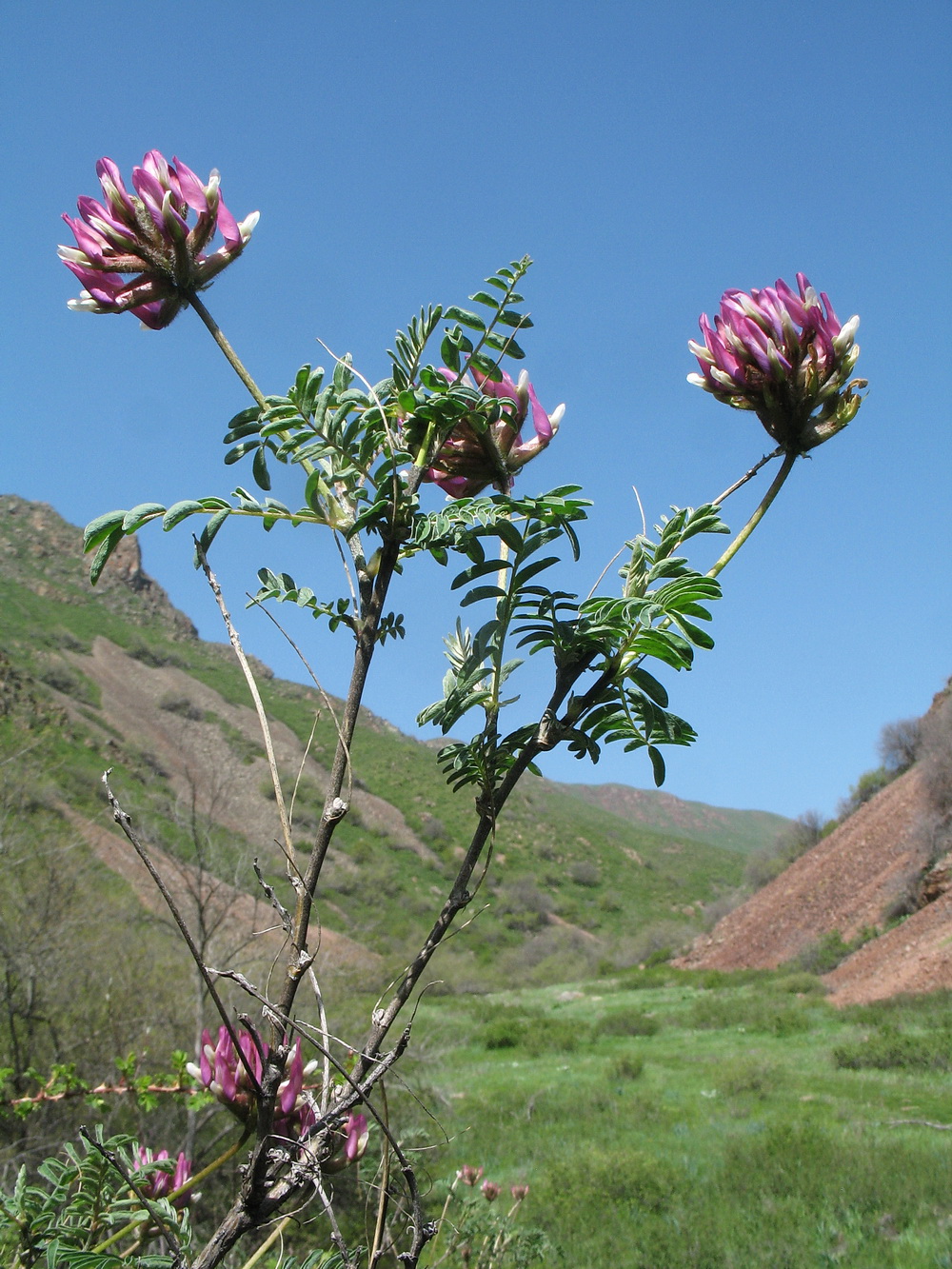 Image of Astragalus fedtschenkoanus specimen.