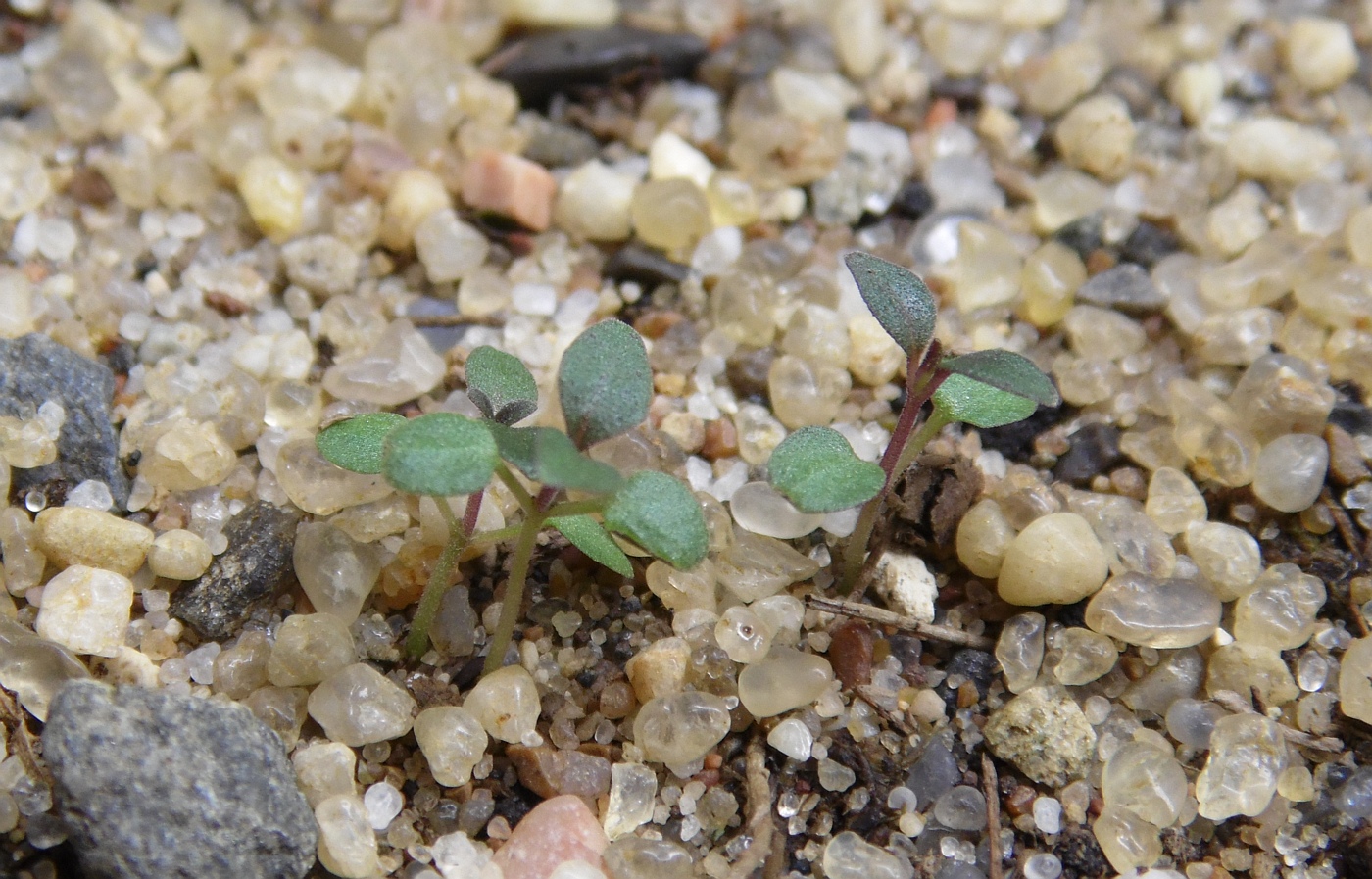 Изображение особи род Pycnanthemum.