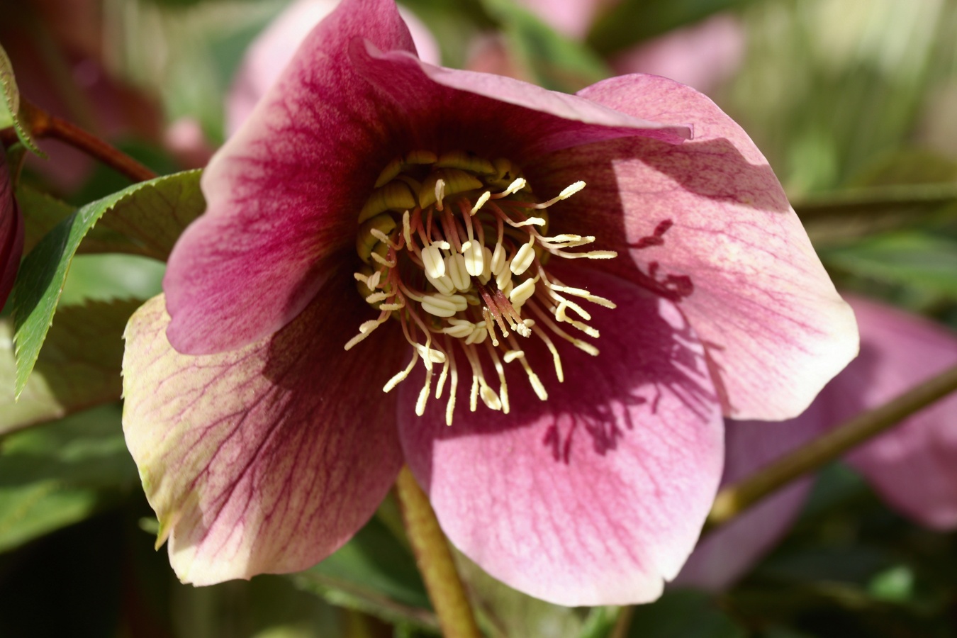 Image of Helleborus abchasicus specimen.