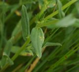 Buglossoides arvensis. Лист. Грузия, край Самцхе-Джавахети, край Эрушетского нагорья (800 м до заброшенного селения Зеда-Тмогви), выс. 1800 м н.у.м., луг. 29 мая 2025 г.