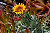 Gazania × hybrida. Верхушка побега с соцветием (вокруг видны листья Carpobrotus edulis). Португалия, о-в Мадейра, пос. Порту-Мониш, в культуре. 19.08.2025.