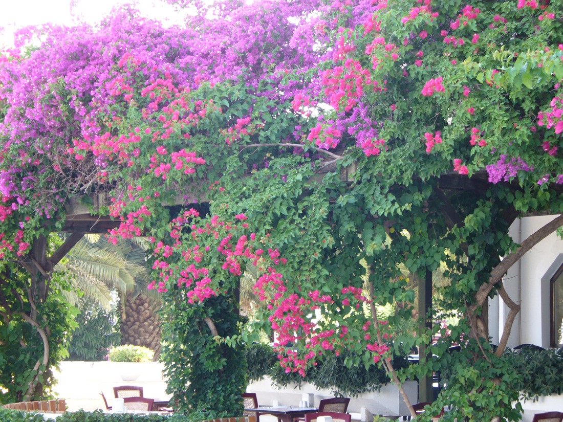 Дикие цветы турция. Кемер растение растение. Бугенвиллия Махмутлар Турция. Деревья с розовыми цветами в Кемере.
