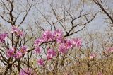 Rhododendron mucronulatum. Верхушка цветущего растения. Приморье, окр. г. Находка, широколиственный лес. 03.05.2026.