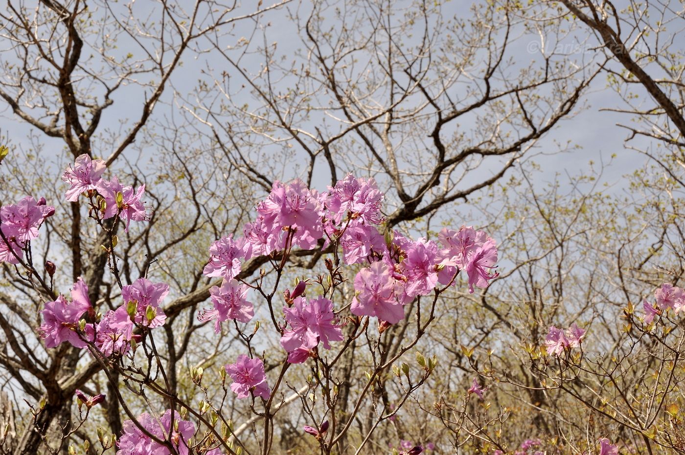 Image of Rhododendron mucronulatum specimen.
