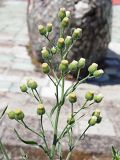 Conyza bonariensis. Верхушка общего соцветия. Краснодарский край, г. Адлер, ул. Просвещения, детская площадка. 03.07.2024.