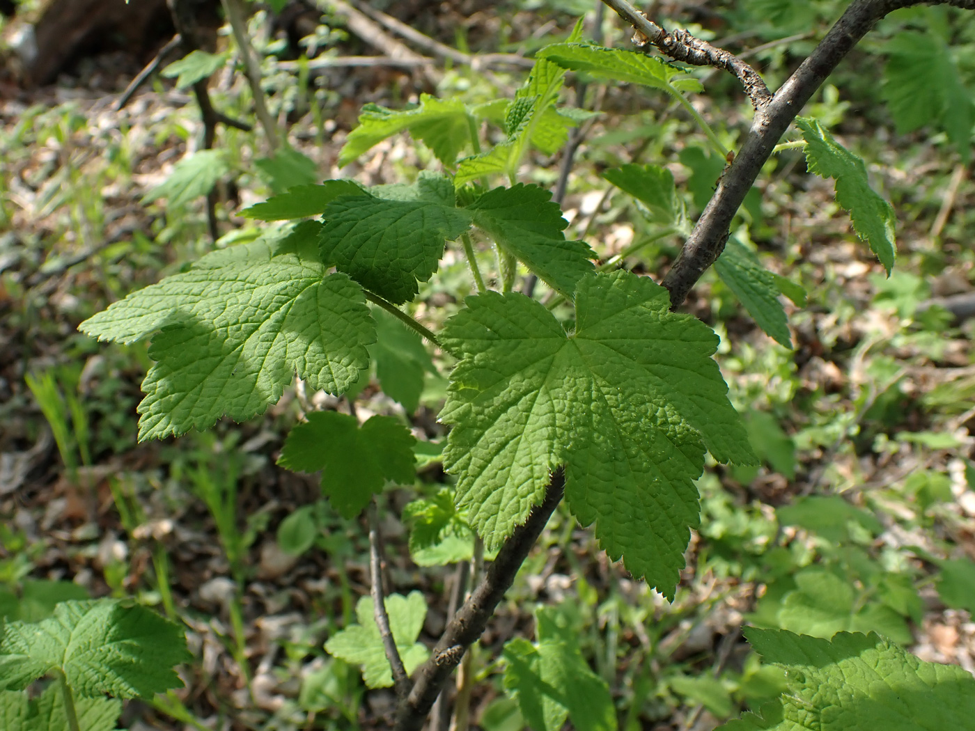 Image of Ribes pallidiflorum specimen.