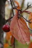 род Malus
