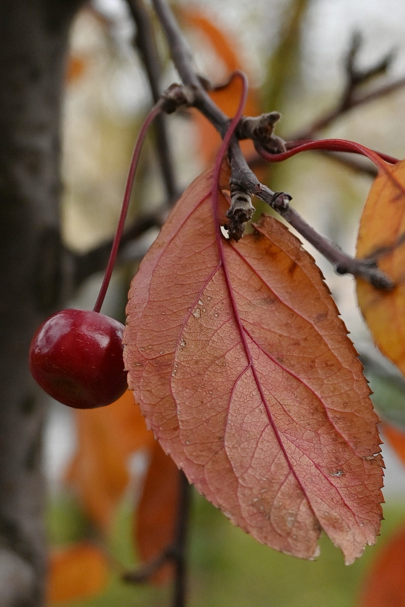 Изображение особи род Malus.