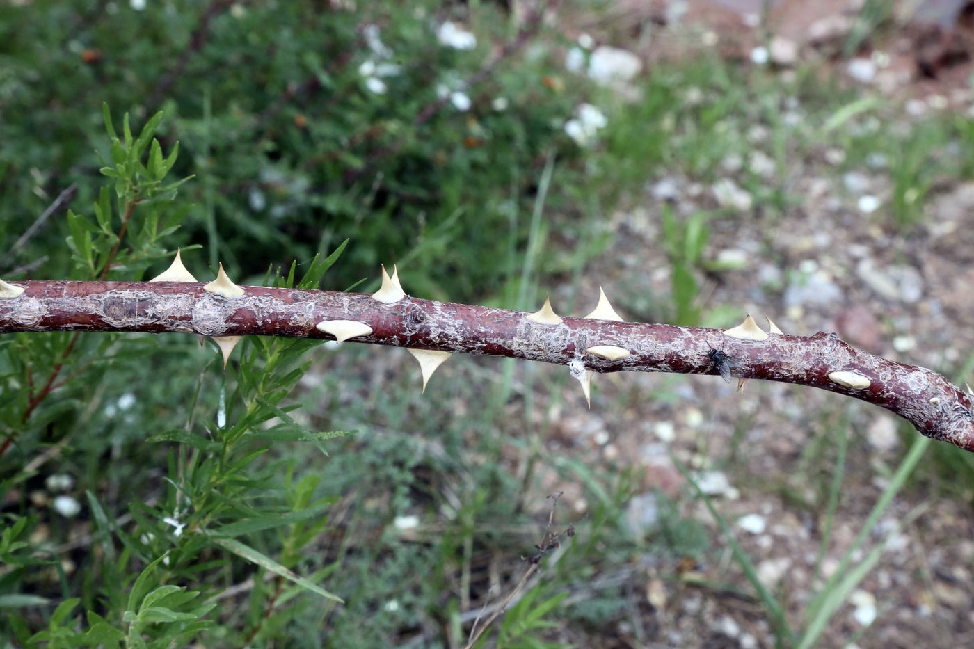 Image of Rosa alberti specimen.