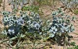 Eryngium maritimum. Цветущие растения в сообществе с Poaceae. Португалия, округ Бежа, устье р. Мира, песчаный пляж. 05.06.2026.