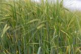 Hordeum vulgare. Верхушки плодоносящих растений. Беларусь, Брестская обл., Каменецкий р-н, дер. Бобинка, поле. 02.07.2026.