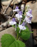 Scutellaria pekinensis