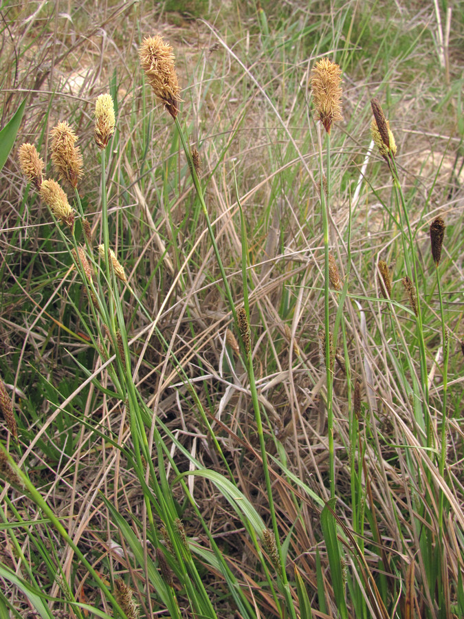 Image of Carex distans specimen.