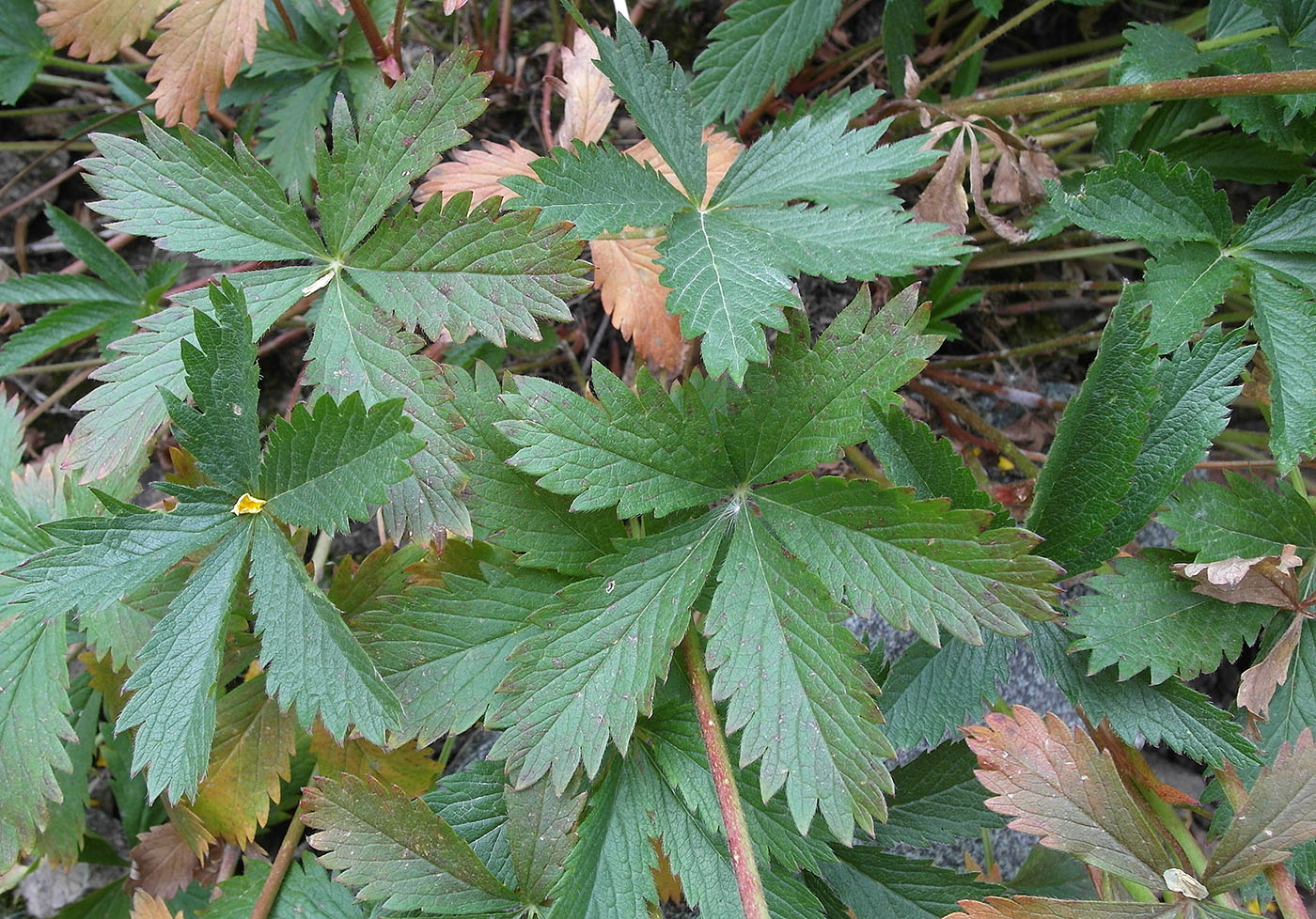 Image of Potentilla asiatica specimen.