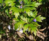 Aconitum kusnezoffii. Листья. Приморский край, Спасский р-н, окр. ж.-д. ст. Кнорринг, на лугу. 15.09.2026.