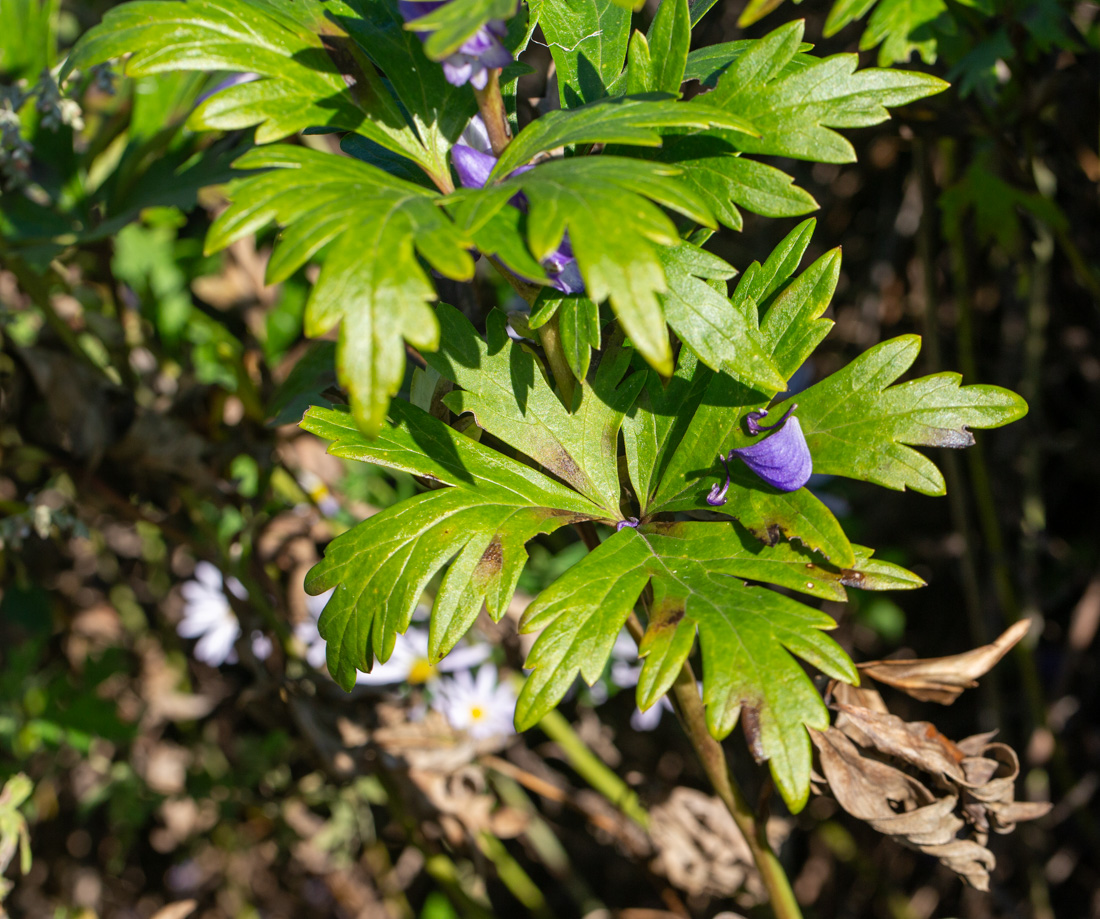 Image of Aconitum kusnezoffii specimen.