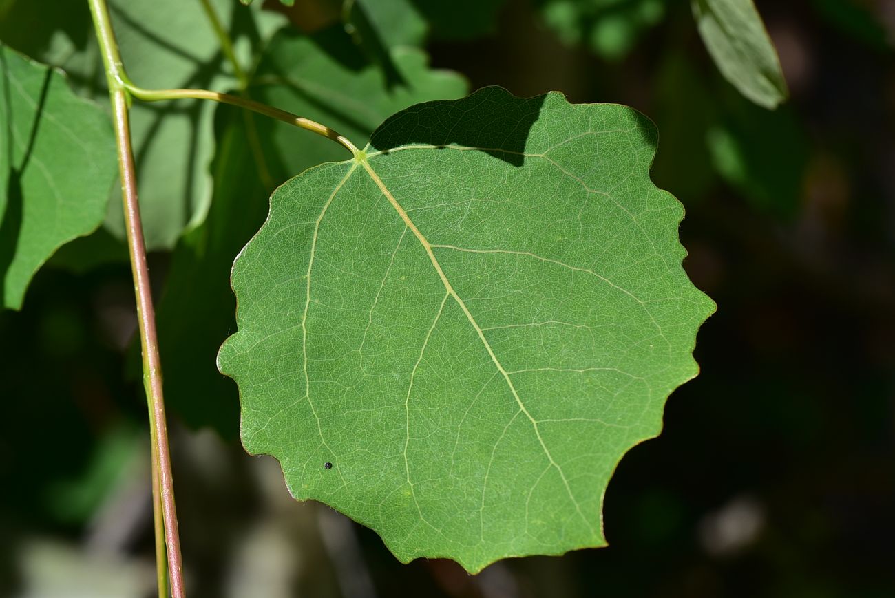 Image of Populus tremula specimen.