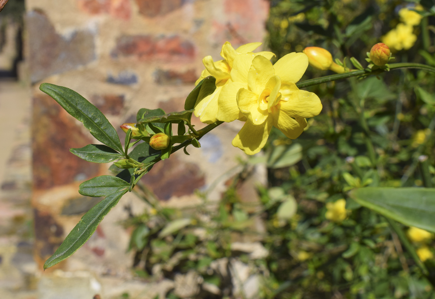 Image of Jasminum mesnyi specimen.