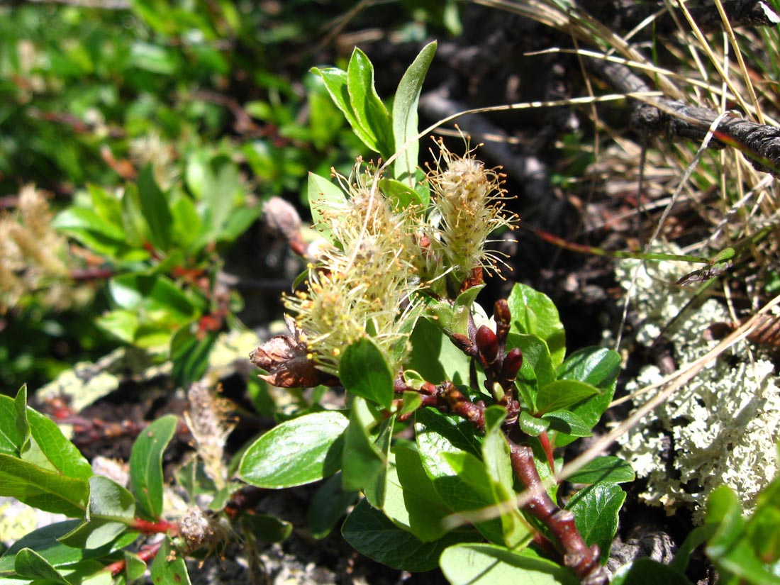 Image of Salix kazbekensis specimen.