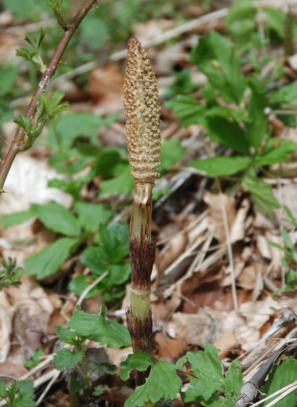 Image of Equisetum telmateia specimen.