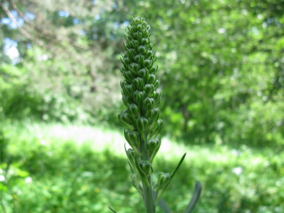 Image of Delphinium fissum specimen.