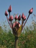 Butomus umbellatus. Раскрывающееся соцветие. Нидерланды, провинция Drenthe, Peizermade, в прибрежной зоне мелиоративного канала. 8 июня 2008 г.