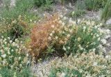 genus Cuscuta