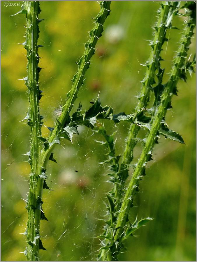 Изображение особи Carduus acanthoides.