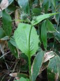 Cirsium weyrichii