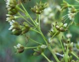 Thalictrum appendiculatum. Часть соплодия. Новосибирская обл., Карасукский р-н, с. Благодатное, заболоченная поляна колка. 18.07.2011.