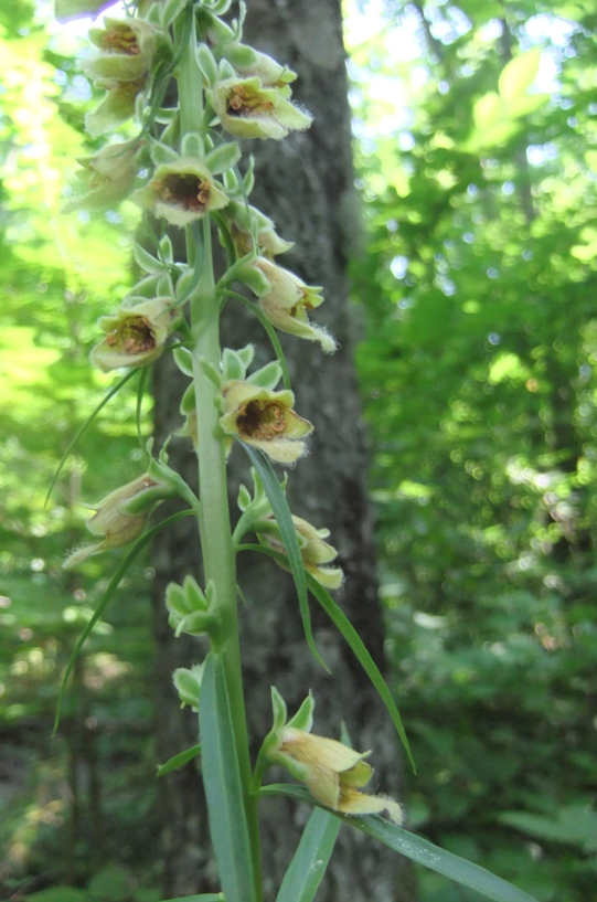 Изображение особи Digitalis schischkinii.