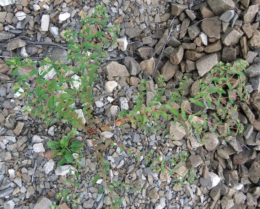 Image of Euphorbia nutans specimen.