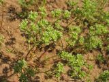 Scleranthus annuus. Цветущее растение. Нидерланды, провинция Gelderland, Hatertse Vennen, на песчаном грунте, в посевах озимой ржи. 12 июня 2010 г.