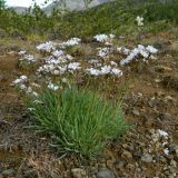 Gypsophila uralensis