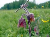 Image of taxon representative. Author is Виталий Гуменюк