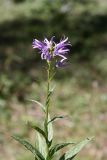 Asyneuma campanuloides