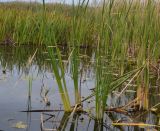 Typha angustifolia