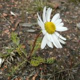 Tripleurospermum hookeri. Цветущее растение. Республика Коми, г. Воркута. 11.08.2011.