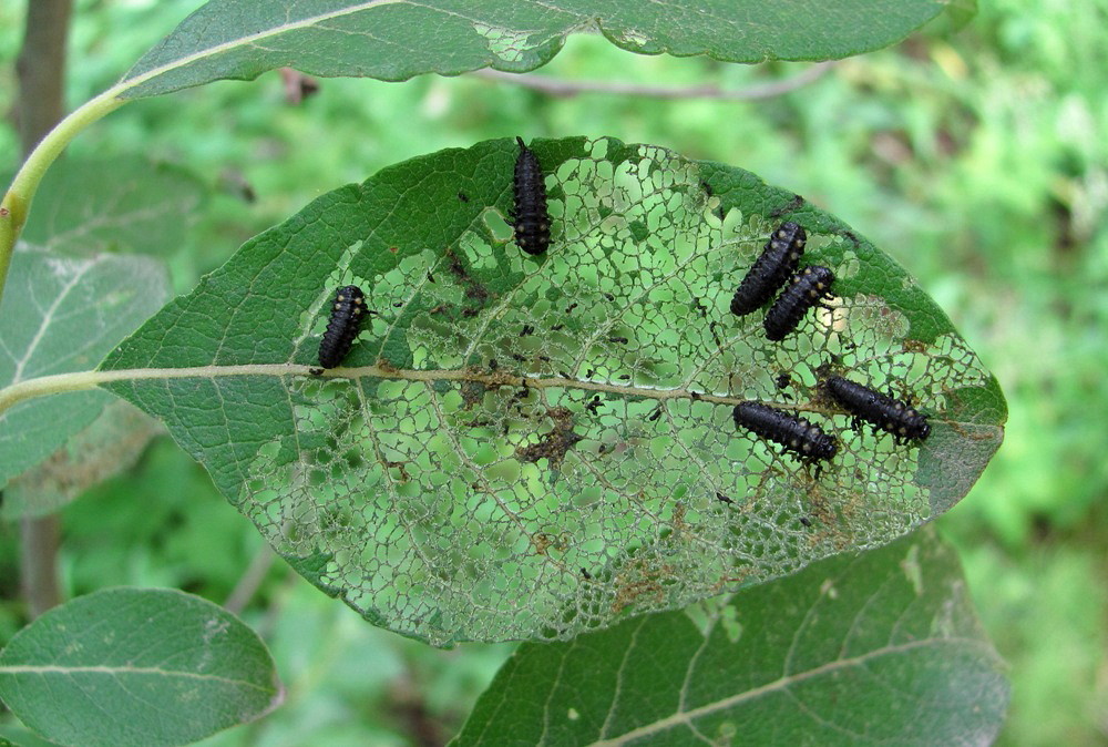 Image of Salix &times; reichardtii specimen.