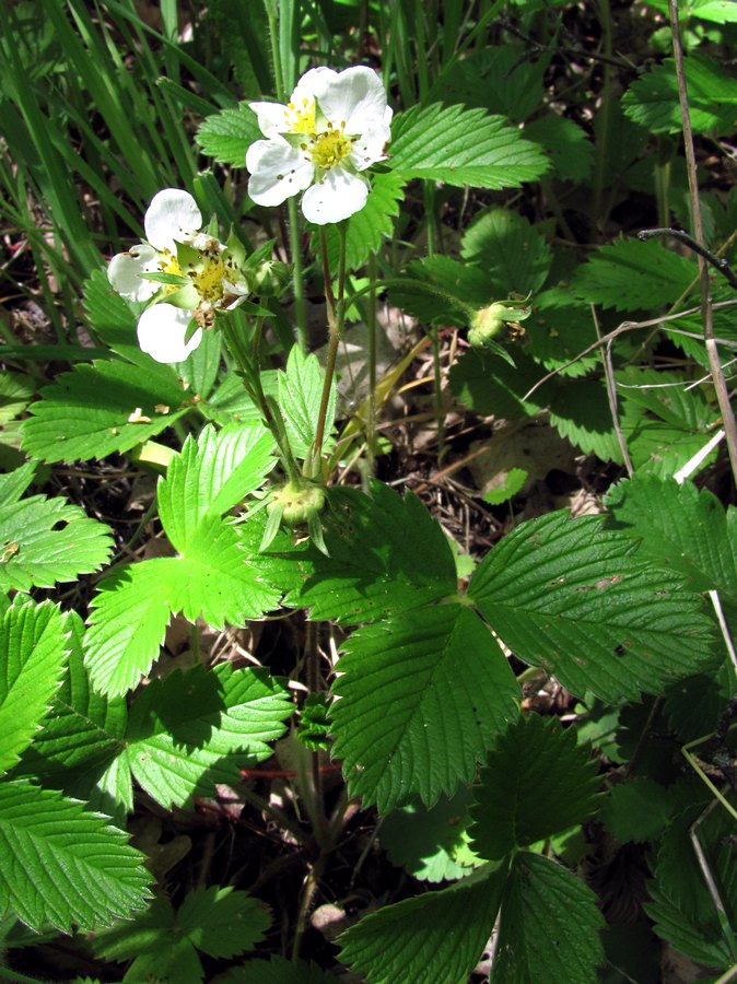 Изображение особи Fragaria campestris.