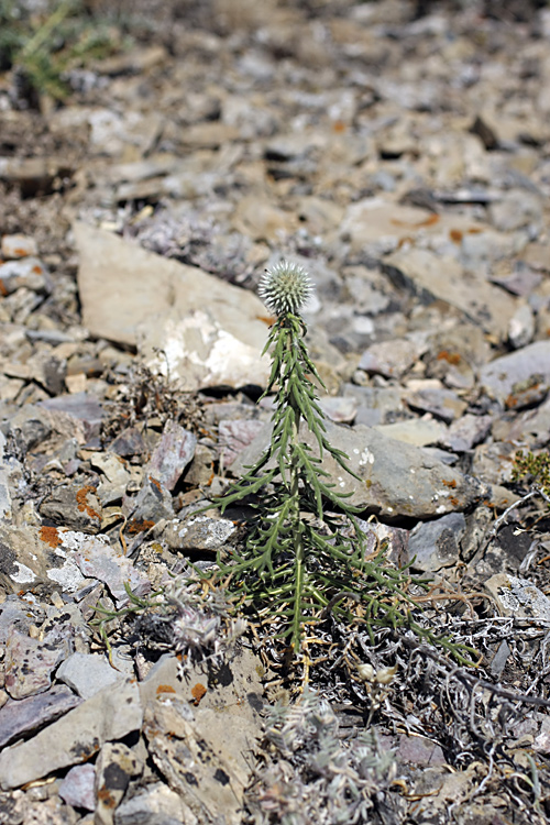 Image of Echinops tschimganicus specimen.