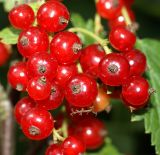 Ribes rubrum