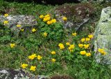 Trollius ledebourii. Цветущие растения. Забайкалье, Читинская обл., Каларский р-н, хр. Кодар, р. Средний Сакукан. Конец июля - начало августа.