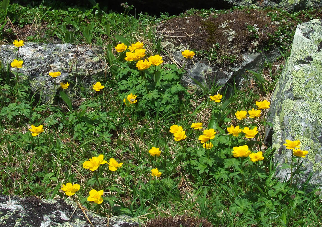 Image of Trollius ledebourii specimen.