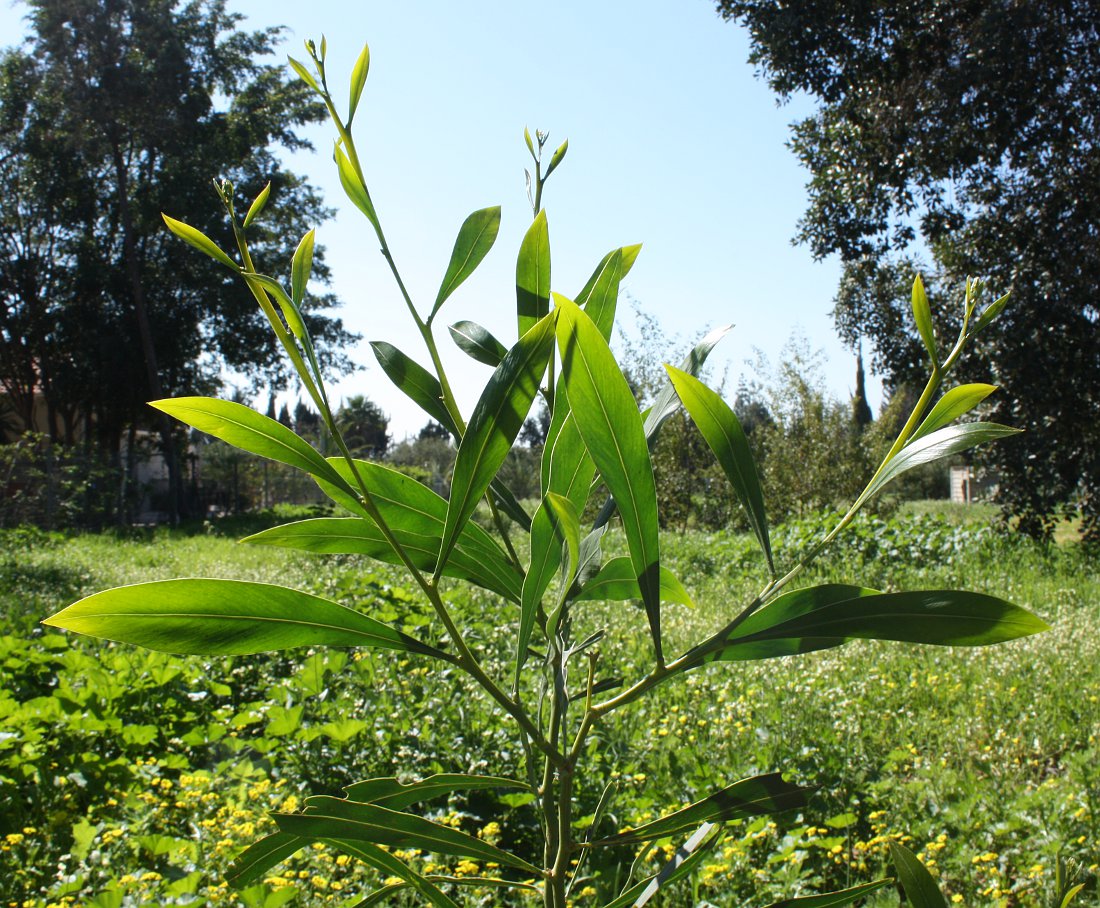 Image of Acacia saligna specimen.