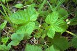 Rubus humulifolius