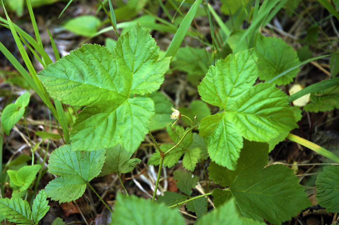 Image of Rubus humulifolius specimen.