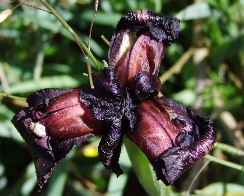 Изображение особи Iris atropurpurea.