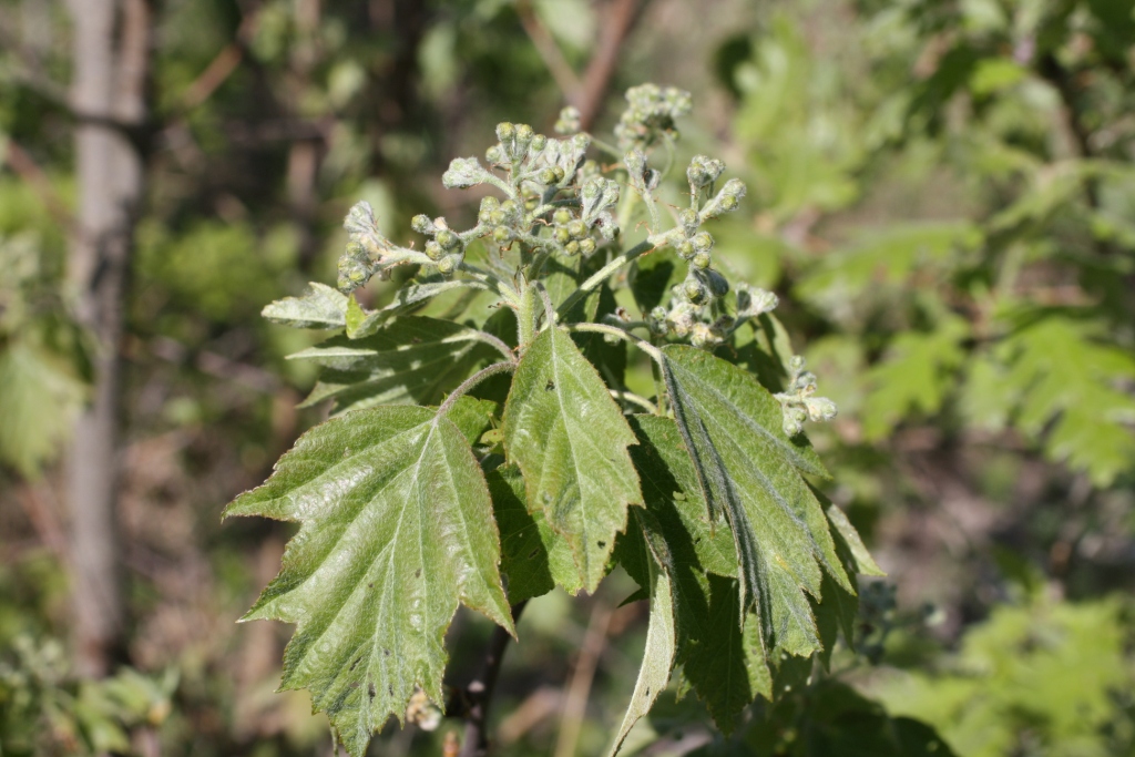 Изображение особи Sorbus torminalis.